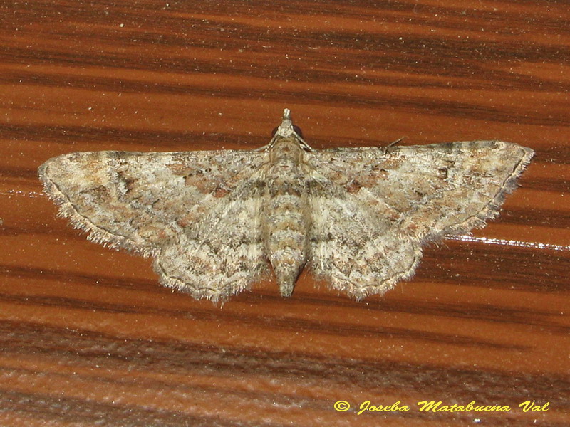 Eupithecia sp. (Geometridae) 2 - Gymnoscelis rufifasciata